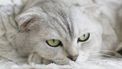 大理2026年最新北京商务伴游经纪招聘渠道分享(最方便真实的大理北京爱特博旅运服务有限责任公司招聘方法)