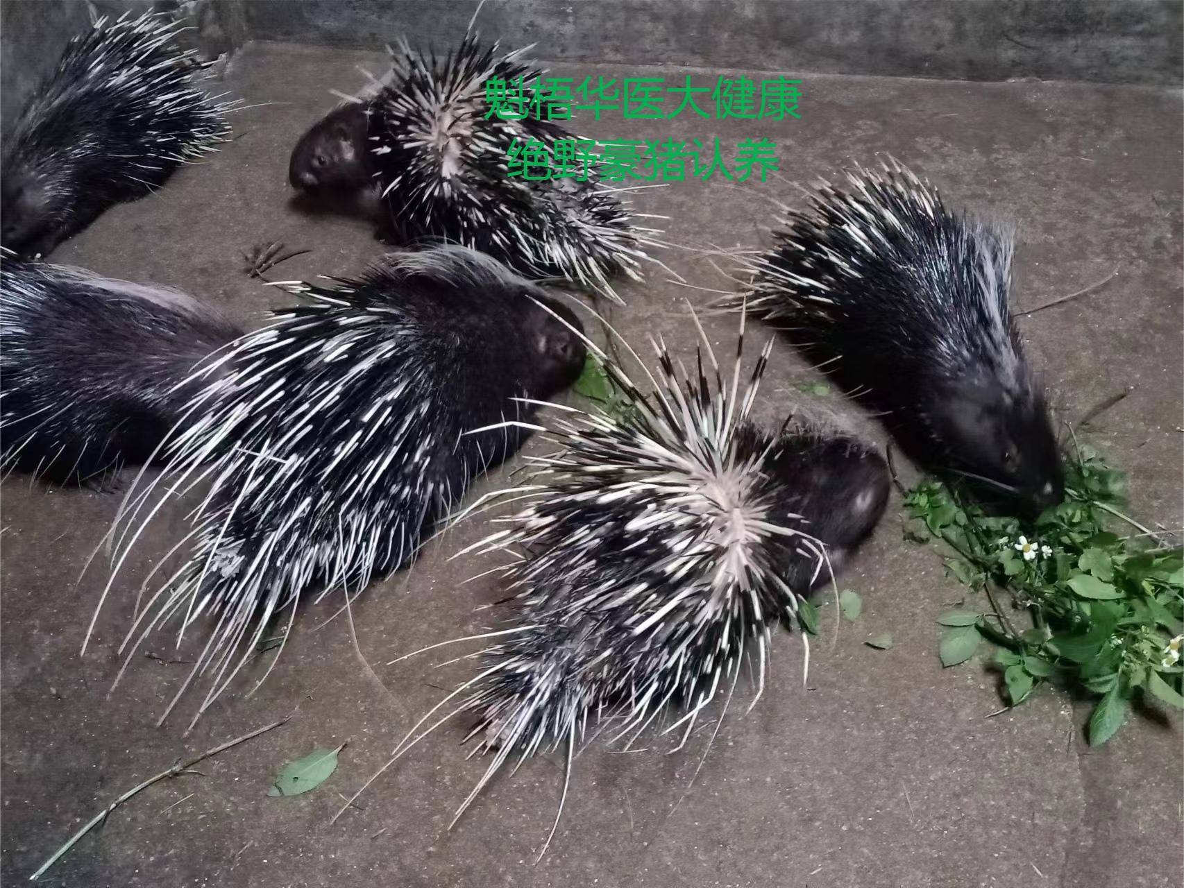 最新豪猪回收商家方法分析(最方便真实的大理豪猪卖去什么地方方法)